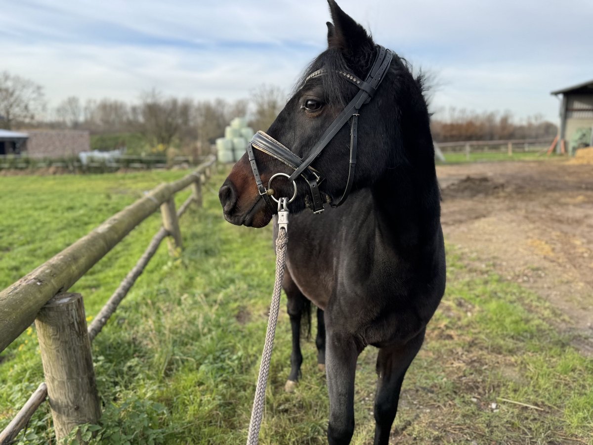 Pony tedesco Giumenta 4 Anni 144 cm Baio scuro in Grevenbroich