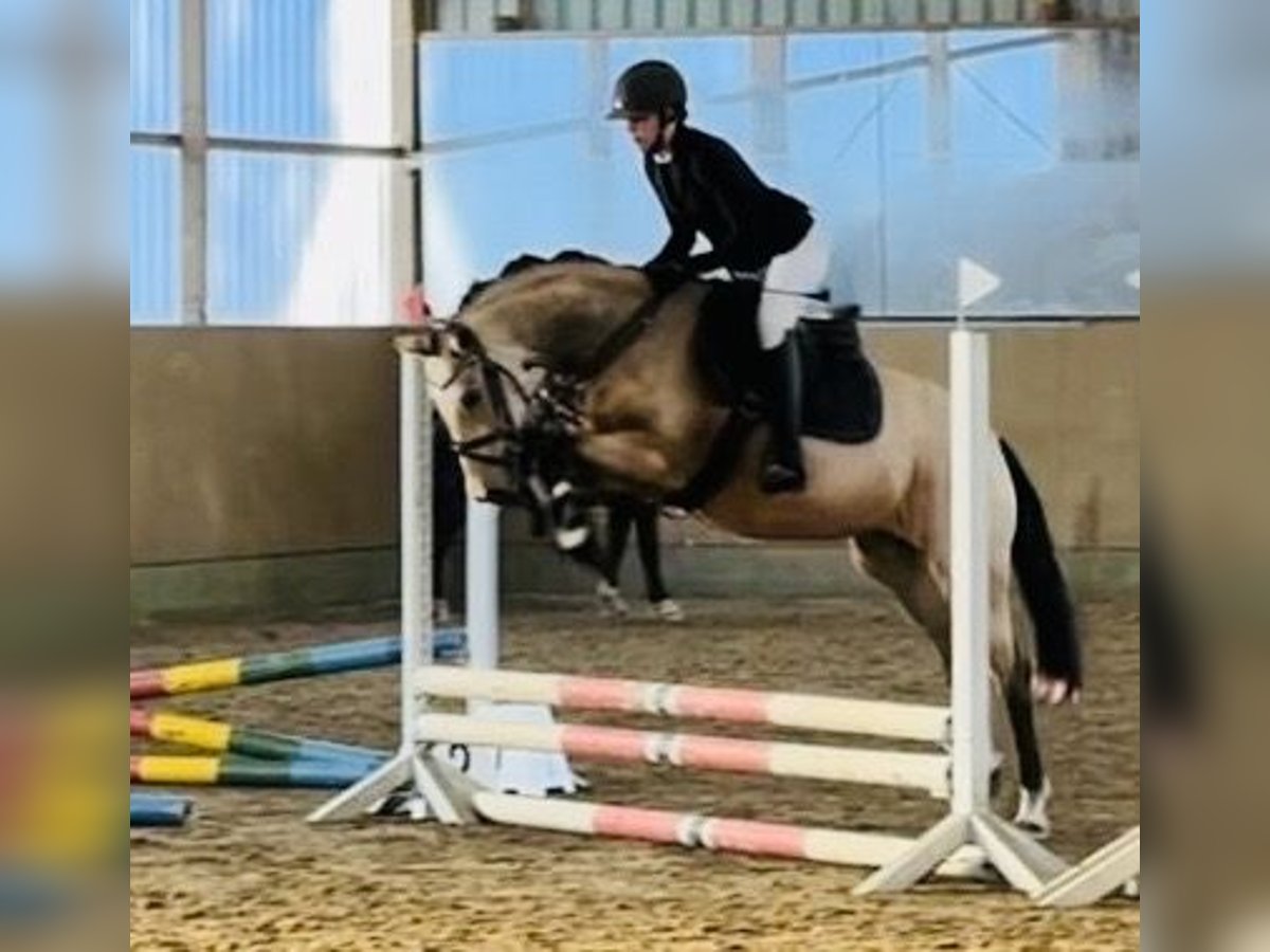 Pony tedesco Giumenta 4 Anni 145 cm Falbo in Hassendorf