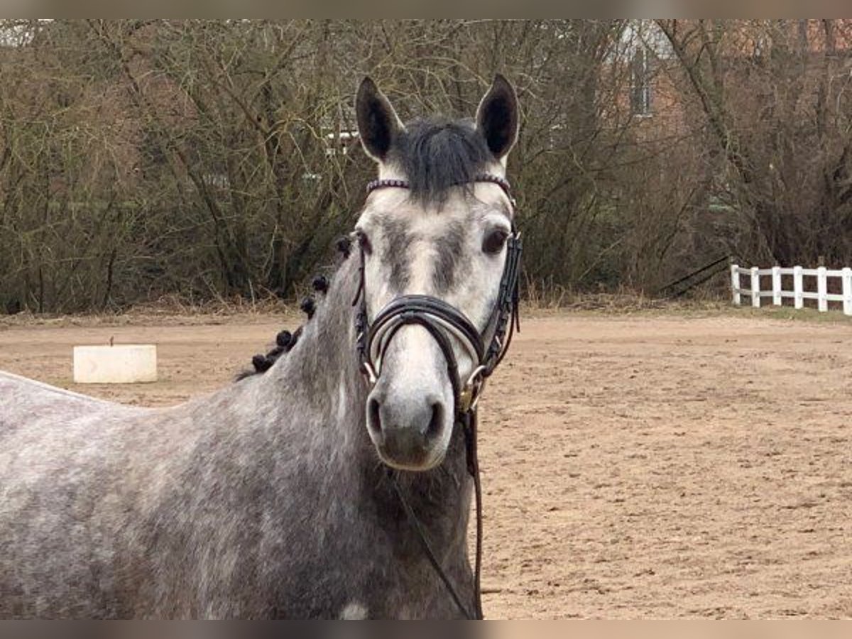 Pony tedesco Giumenta 4 Anni 145 cm Grigio in Verden (Aller)