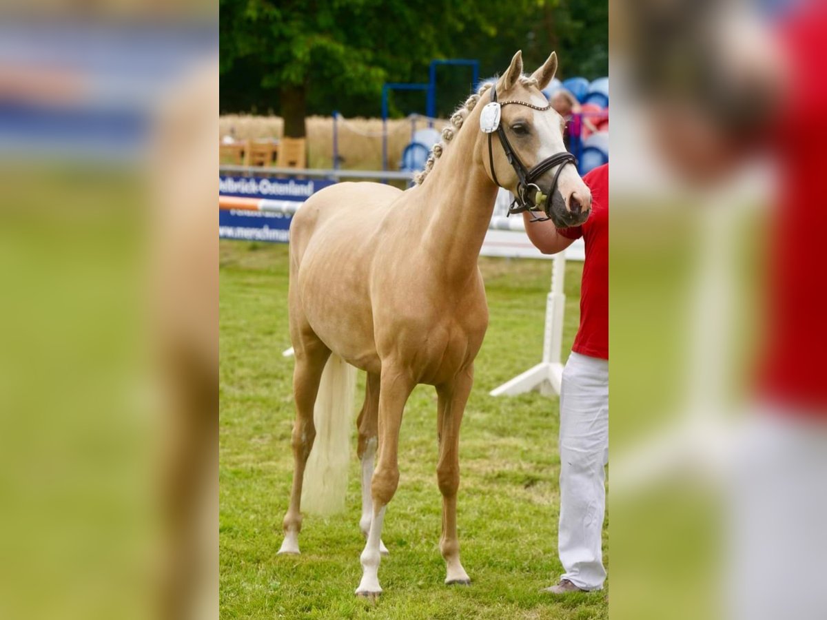 Pony tedesco Giumenta 4 Anni 145 cm Palomino in Delbrück