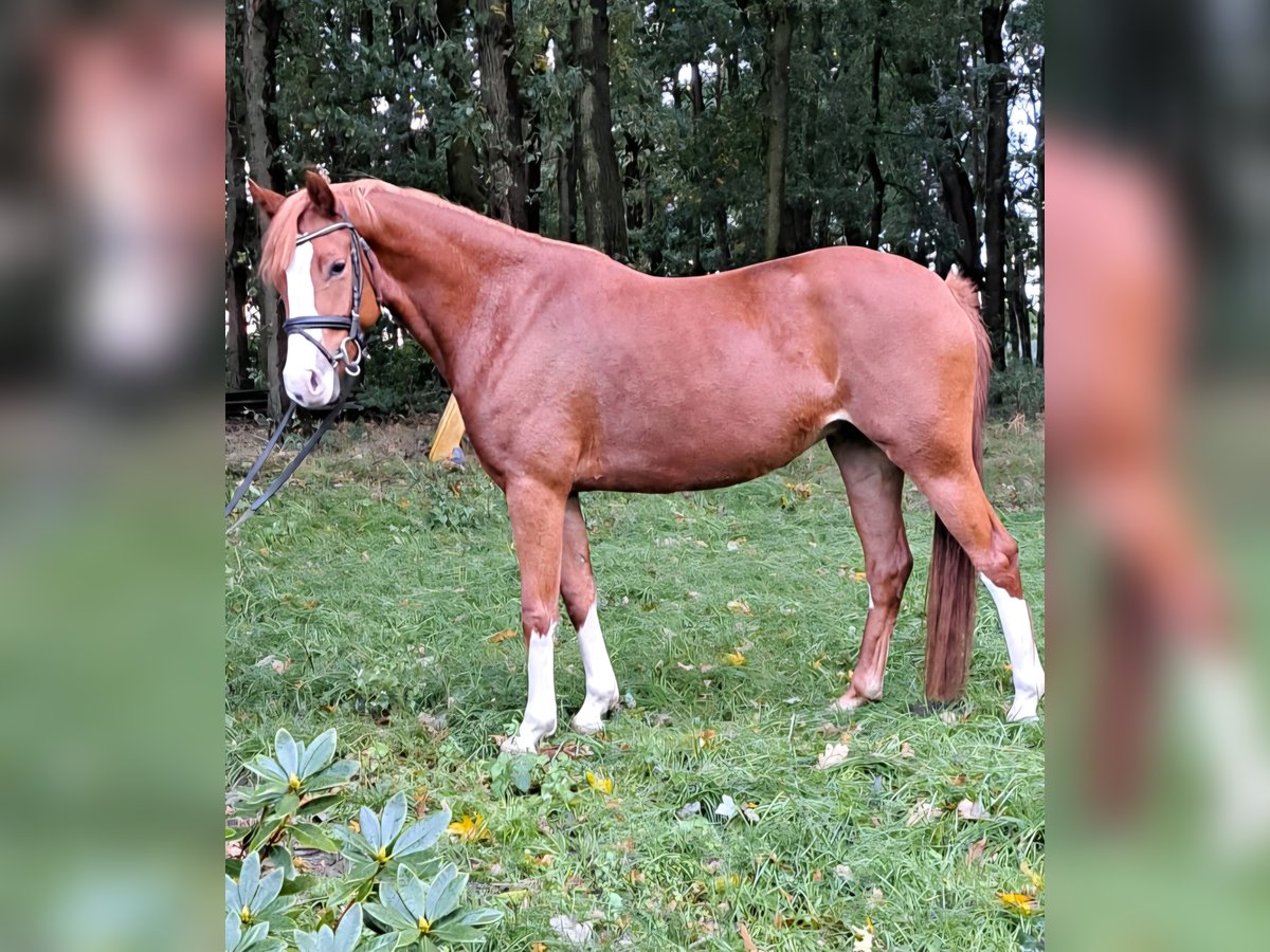Pony tedesco Giumenta 4 Anni 145 cm Sauro in Lindern (Oldenburg)