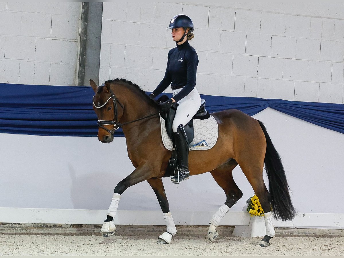 Pony tedesco Giumenta 4 Anni 147 cm Baio in Marsberg