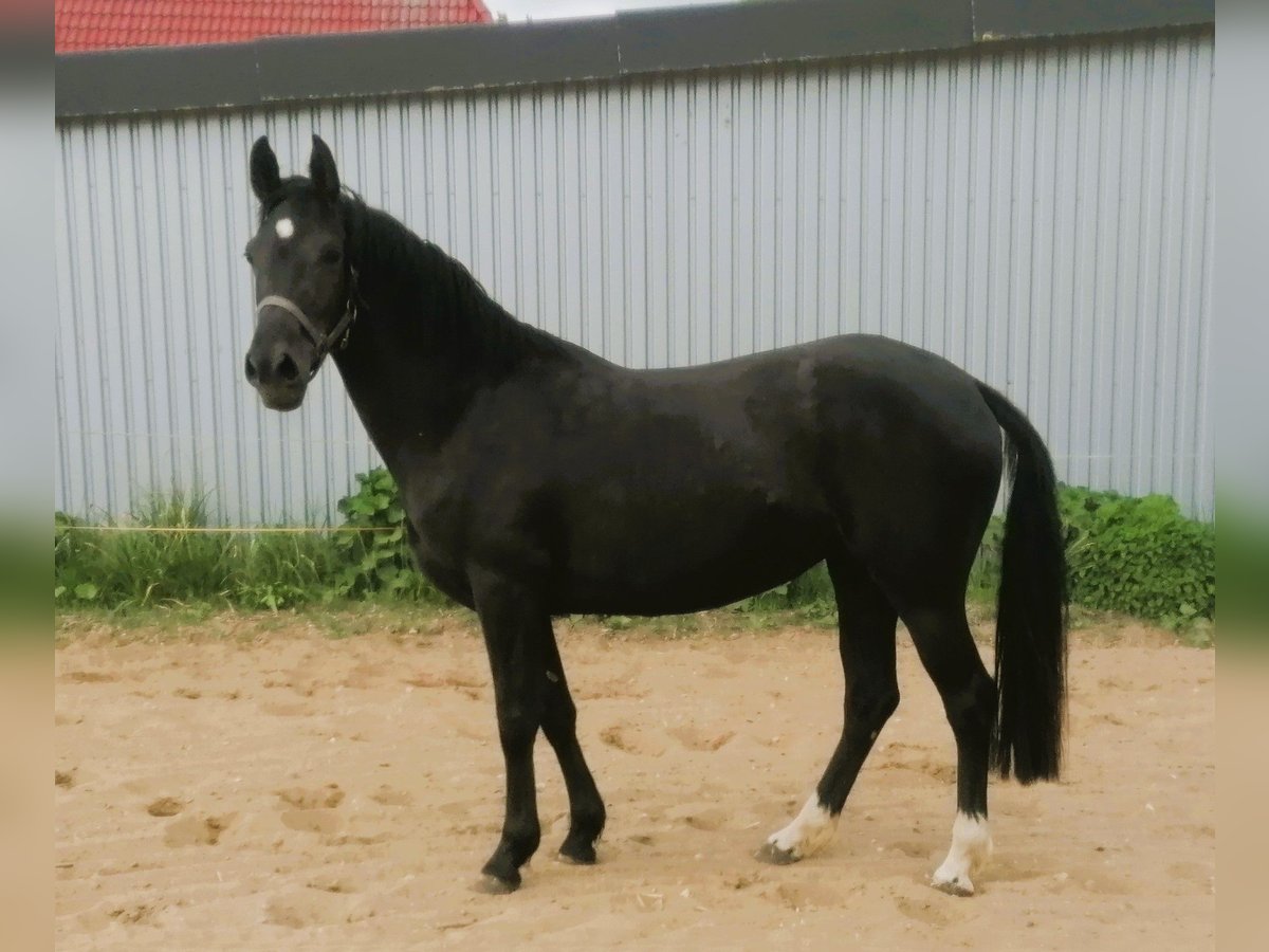 Pony tedesco Giumenta 4 Anni 148 cm Morello in Viöl