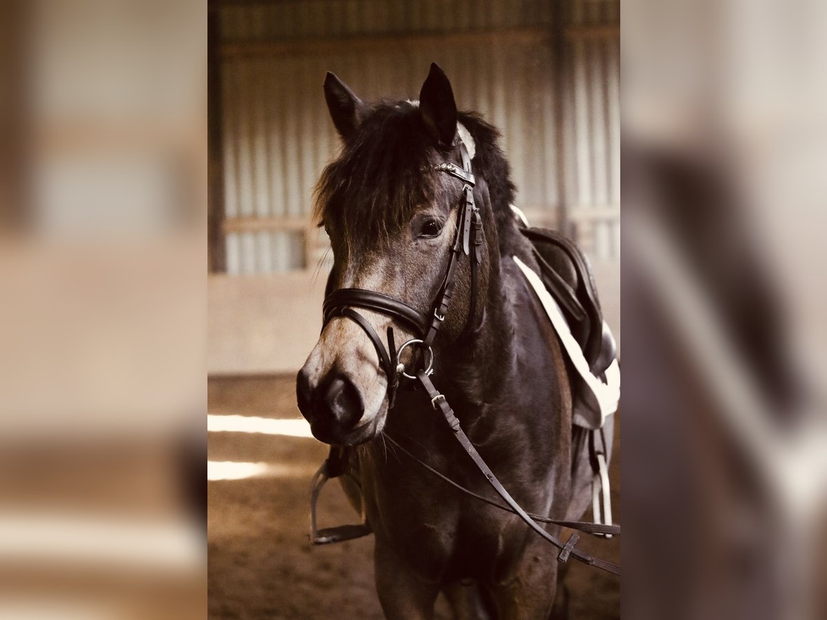 Pony tedesco Giumenta 4 Anni 148 cm Pelle di daino in 61137