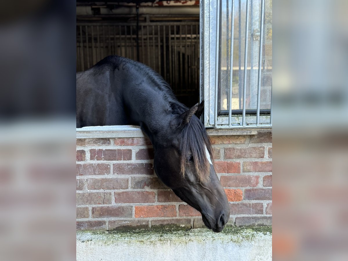 Pony tedesco Giumenta 4 Anni 152 cm Baio scuro in Appen