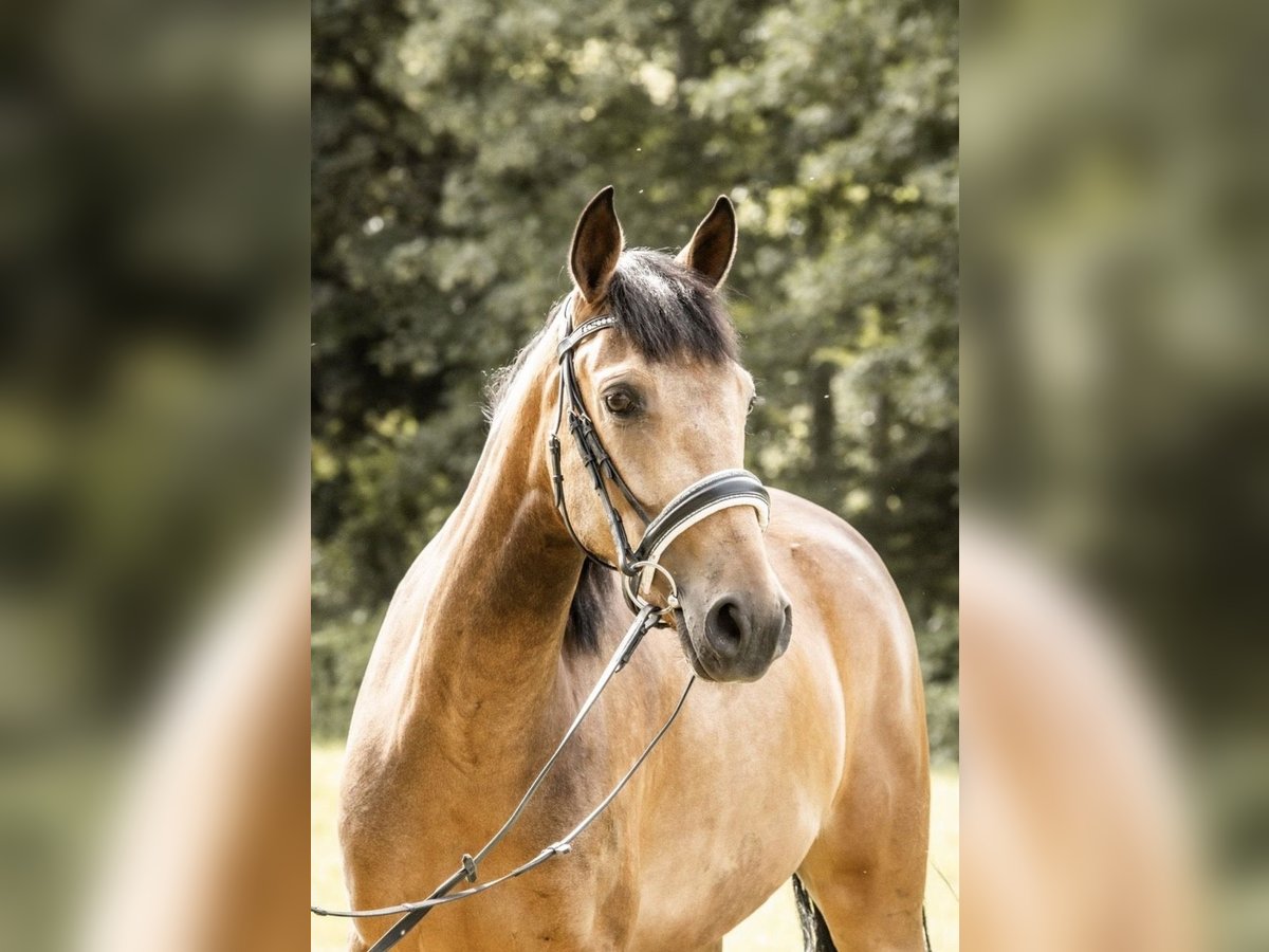 Pony tedesco Mix Giumenta 4 Anni 154 cm Pelle di daino in Erkelenz