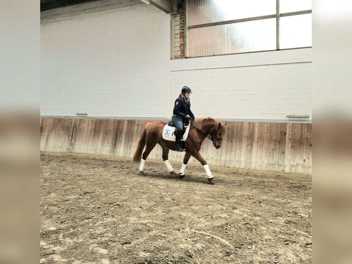 Pony tedesco Giumenta 5 Anni 144 cm Sauro in Bremervörde