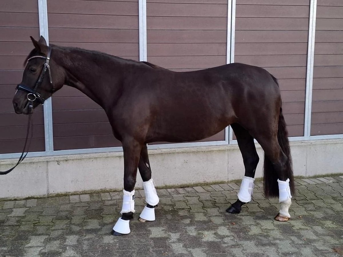 Pony tedesco Giumenta 5 Anni 145 cm Sauro scuro in Dorsten