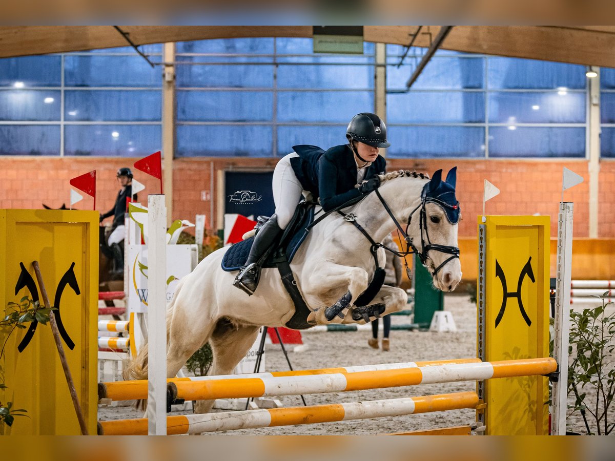 Pony tedesco Giumenta 5 Anni 146 cm Pezzato in Mönchengladbach