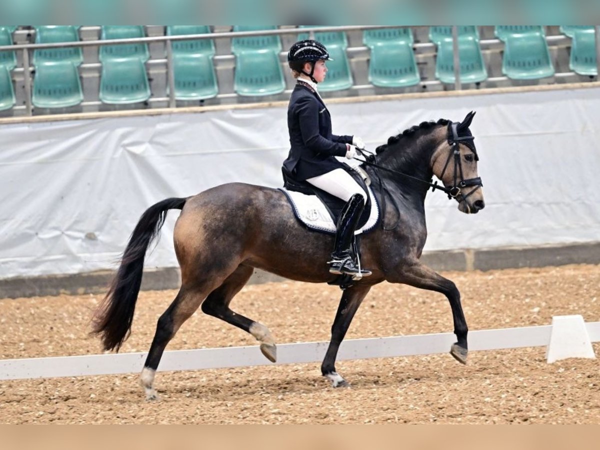 Pony tedesco Giumenta 5 Anni 147 cm Falbo in Alfeld