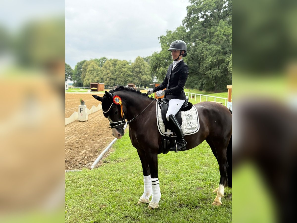 Pony tedesco Giumenta 5 Anni 148 cm Morello in Ph&#xF6;ben