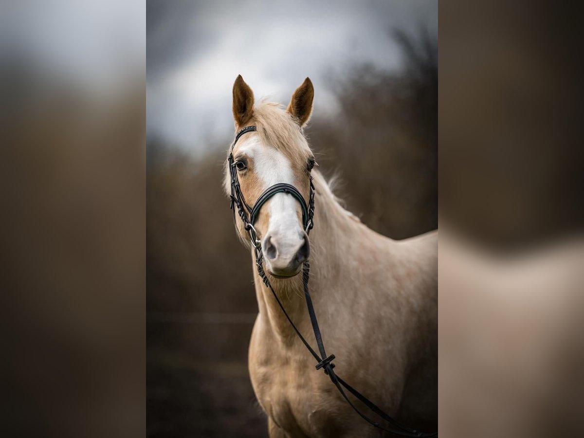 Pony tedesco Mix Giumenta 5 Anni 152 cm Palomino in Blekendorf