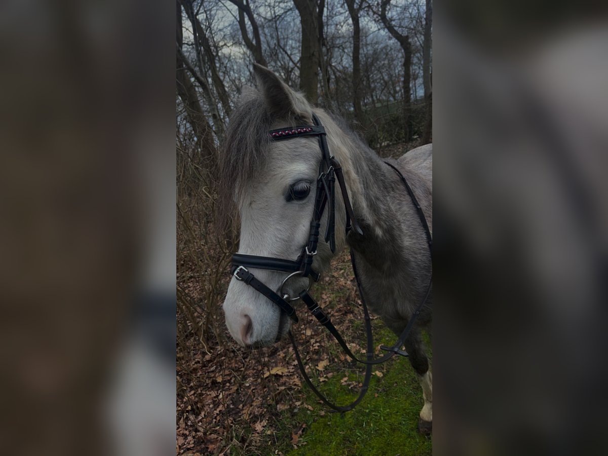 Pony tedesco Giumenta 6 Anni 121 cm Può diventare grigio in Geeste