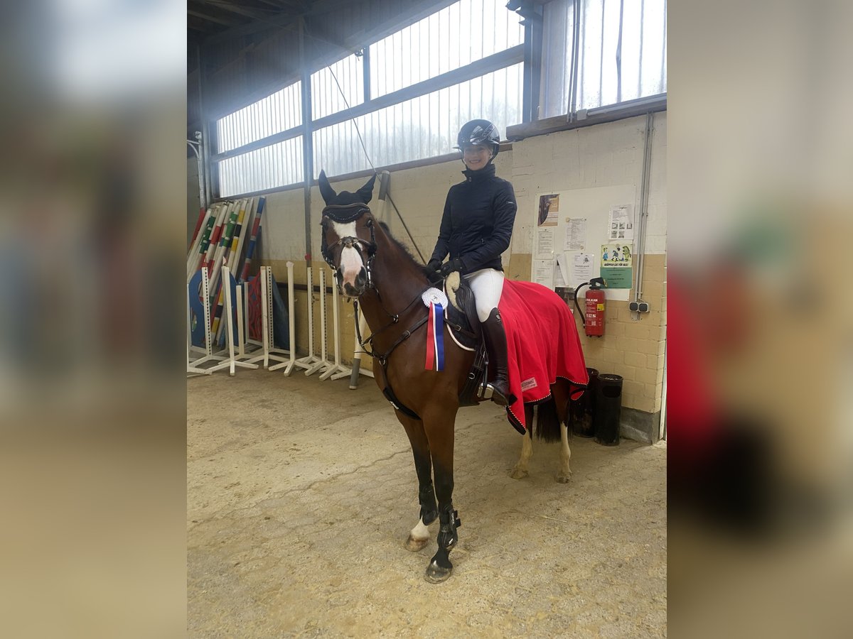 Pony tedesco Giumenta 6 Anni 146 cm Baio in Wipperfürth