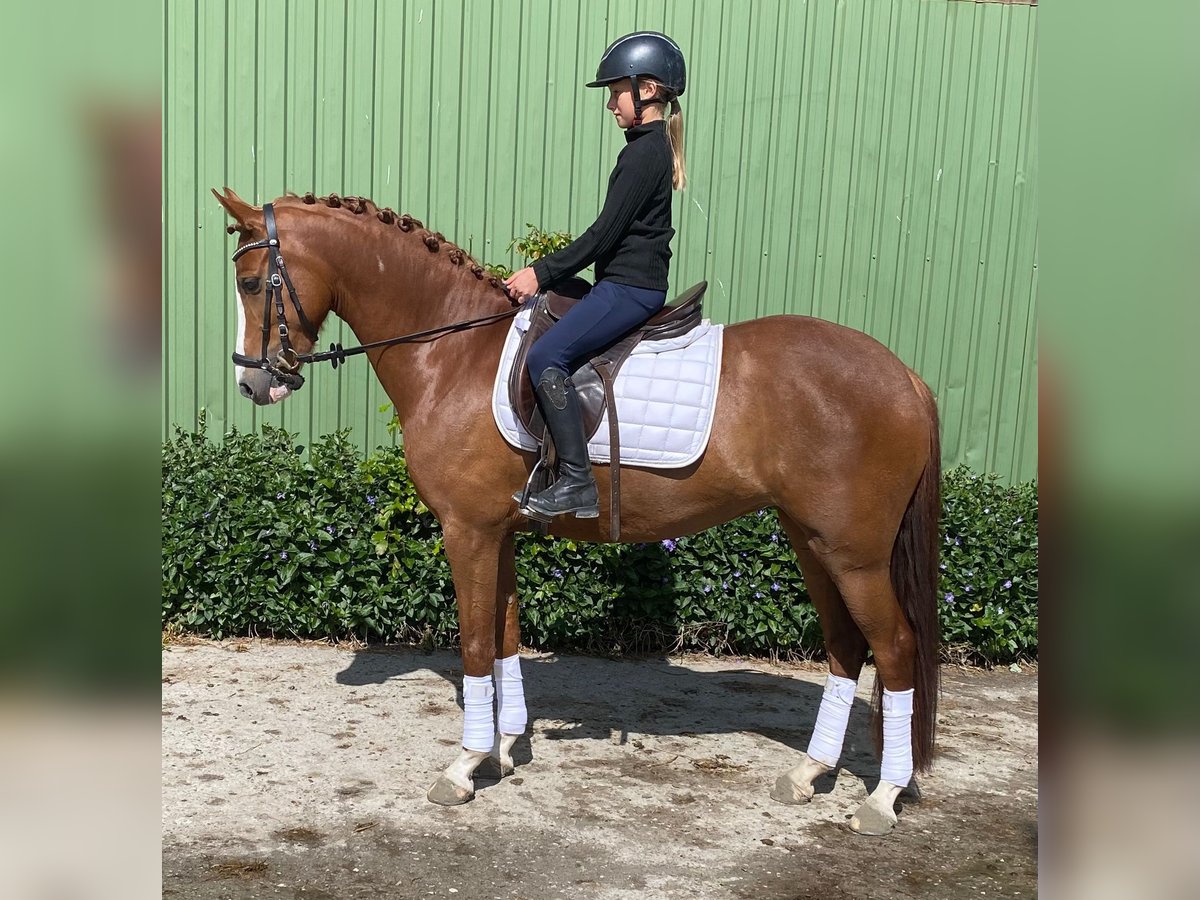 Pony tedesco Giumenta 6 Anni 146 cm Sauro in S&#xFC;derl&#xFC;gum