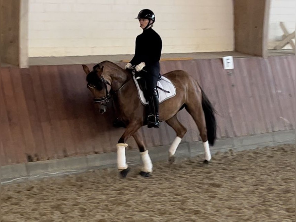 Pony tedesco Giumenta 6 Anni 147 cm Falbo in Breiholz