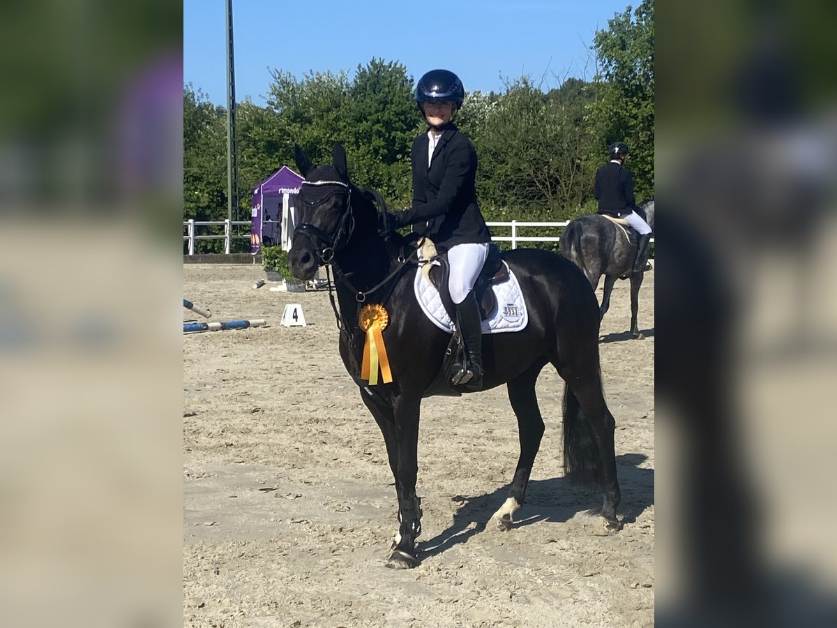 Pony tedesco Giumenta 6 Anni 148 cm Morello in Wipperf&#xFC;rth