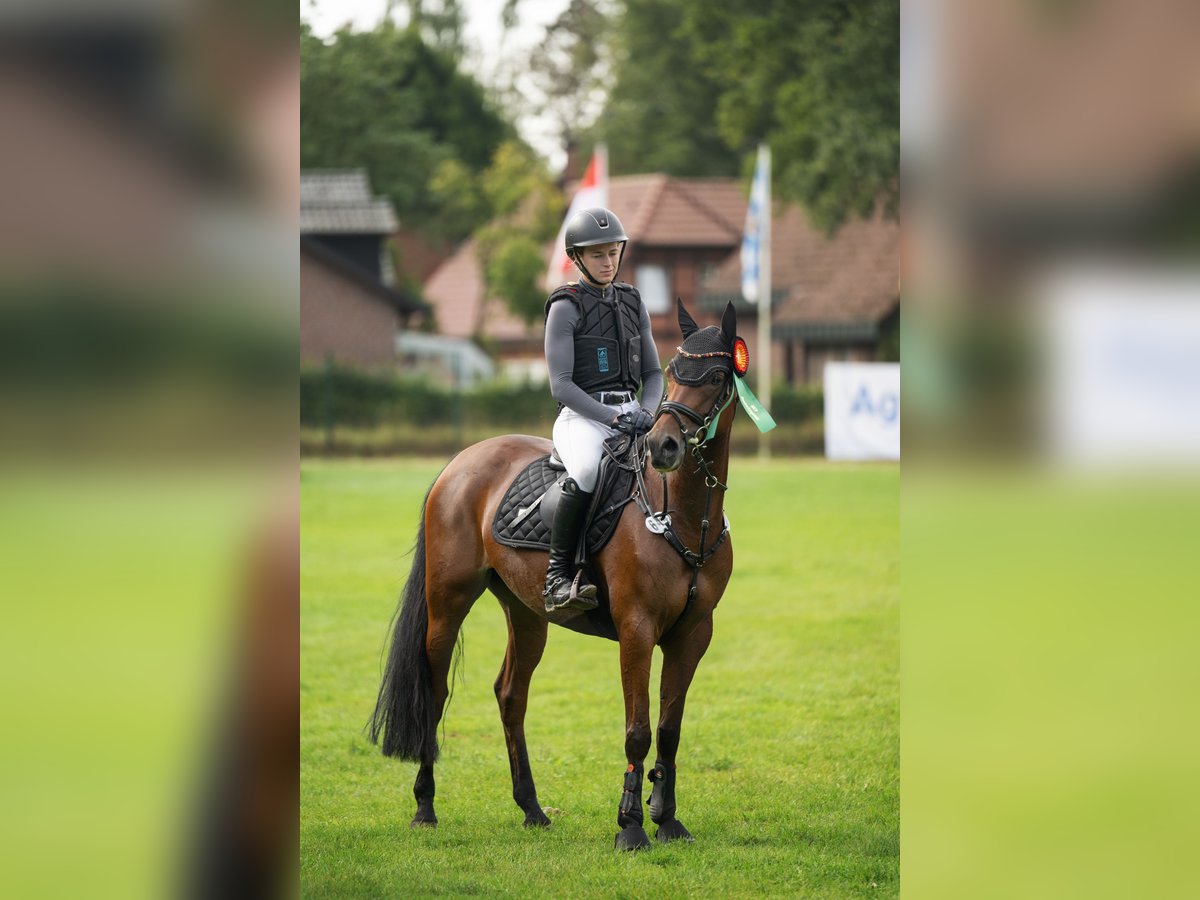 Pony tedesco Giumenta 6 Anni 149 cm Baio in TönisvorstTönisvorst