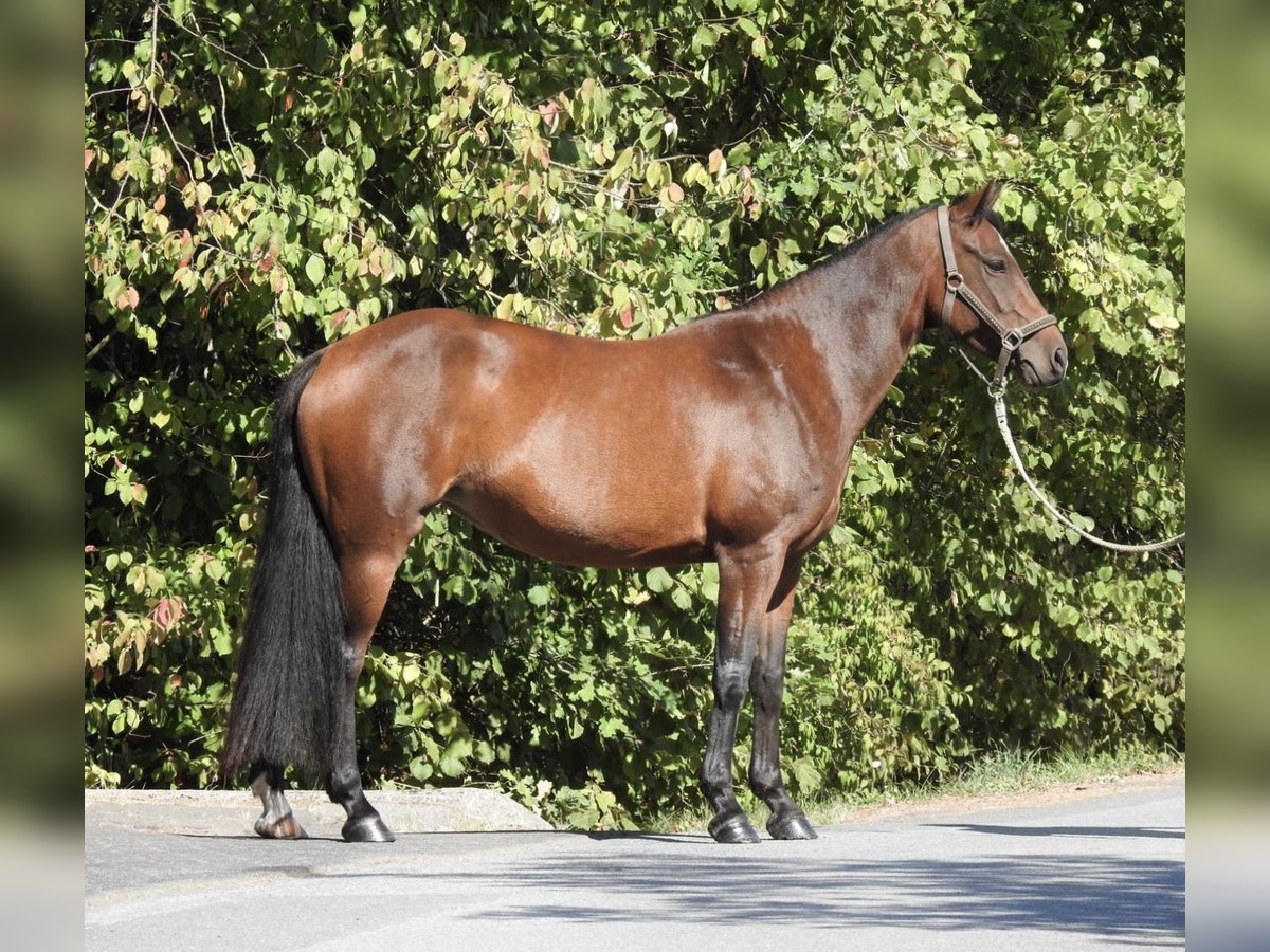 Pony tedesco Giumenta 7 Anni 140 cm Baio in Verl