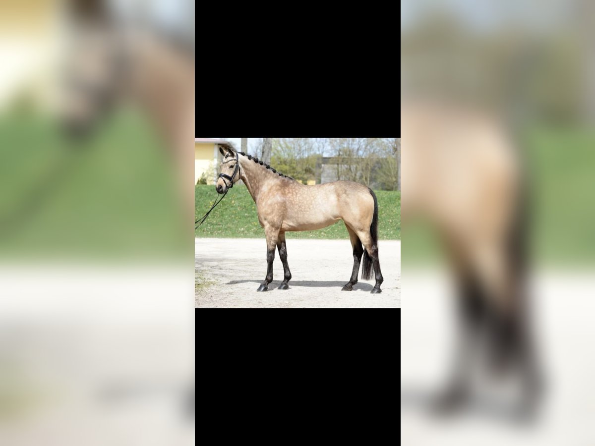 Pony tedesco Giumenta 7 Anni 147 cm Falbo in Graben-Neudorf