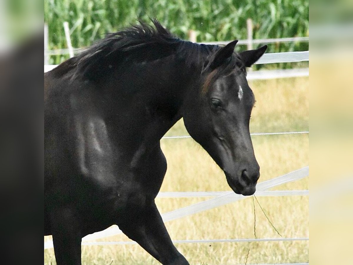 Pony tedesco Giumenta 7 Anni 148 cm Morello in Kaltenkirchen