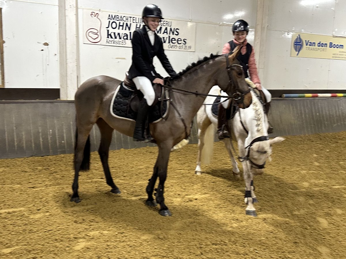 Pony tedesco Giumenta 7 Anni 149 cm Baio in Bergisch Gladbach