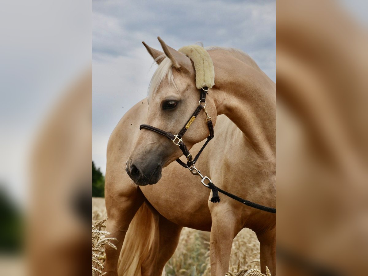 Pony tedesco Giumenta 7 Anni 154 cm Palomino in Haunetal