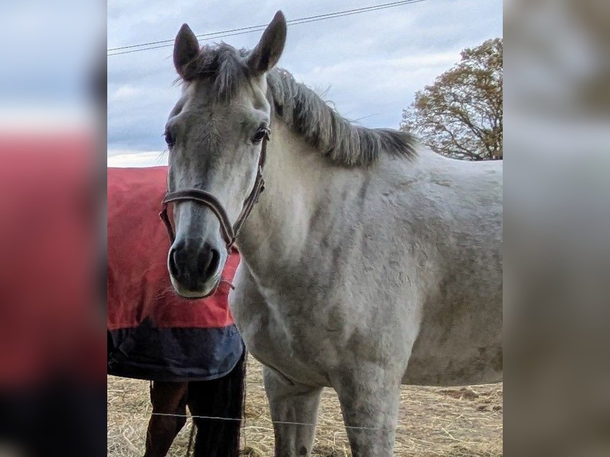 Pony tedesco Mix Giumenta 7 Anni 155 cm Grigio in Oranienbaum-W&#xF6;rlitz