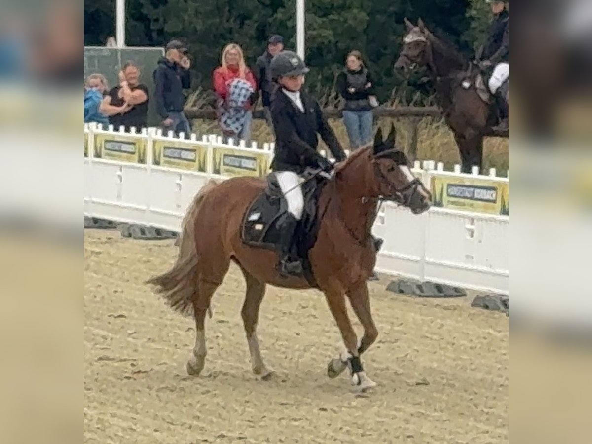 Pony tedesco Giumenta 8 Anni 140 cm Sauro in Brilon