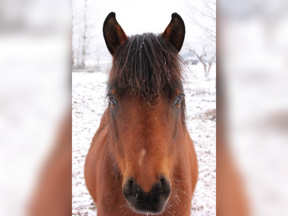 Pony tedesco Giumenta 8 Anni 142 cm Baio in Löwenberger Land