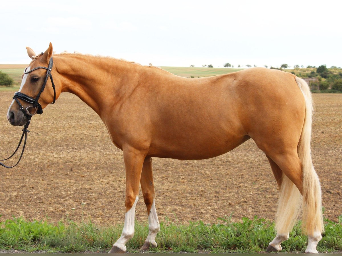Pony tedesco Giumenta 8 Anni 142 cm Palomino in Aschersleben
