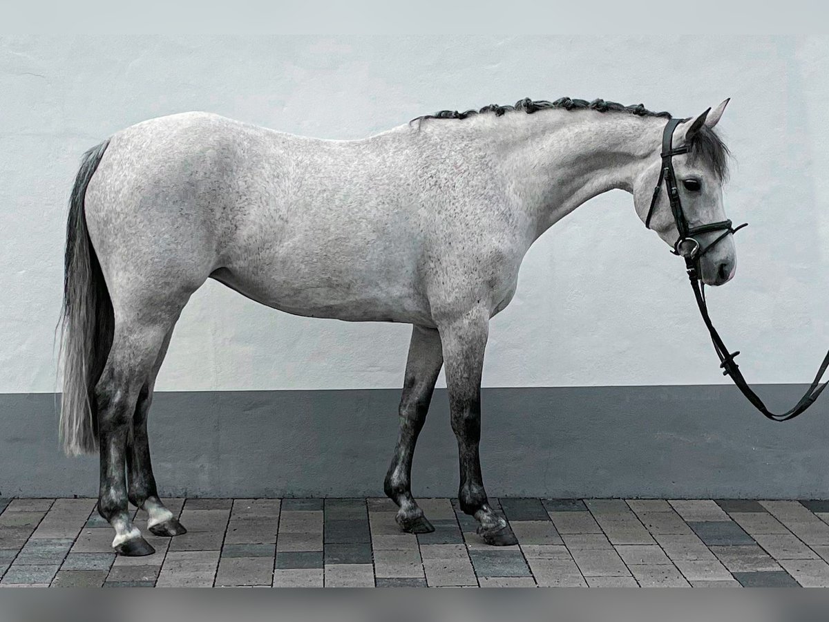 Pony tedesco Giumenta 8 Anni 144 cm Grigio in Bergisch Gladbach