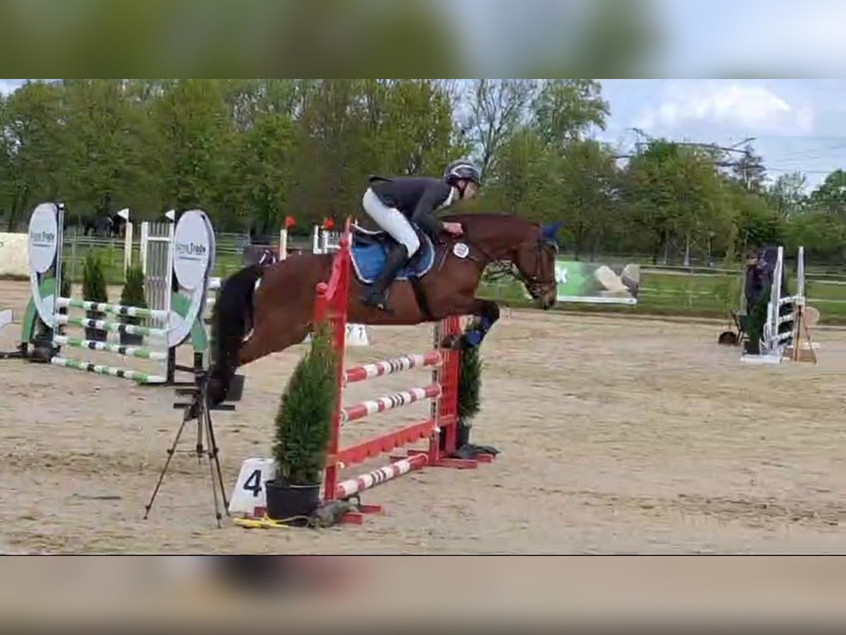 Pony tedesco Giumenta 8 Anni 145 cm Baio in Neustadt/Dosse