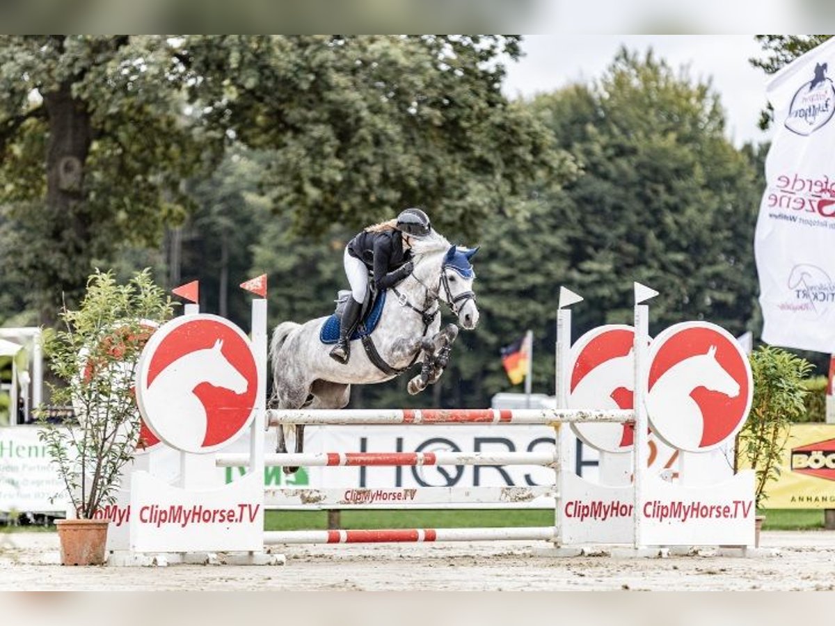 Pony tedesco Giumenta 8 Anni 147 cm Grigio in Stemwede
