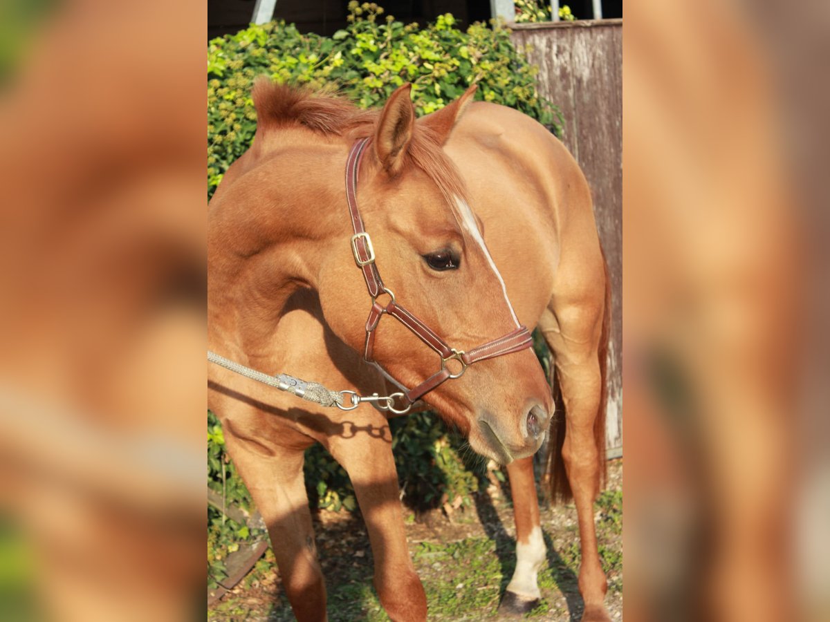 Pony tedesco Giumenta 8 Anni 147 cm Sauro in Tönisvorst Pony tedesco Giumenta 8 Anni 147 cm Sauro in Tönisvorst