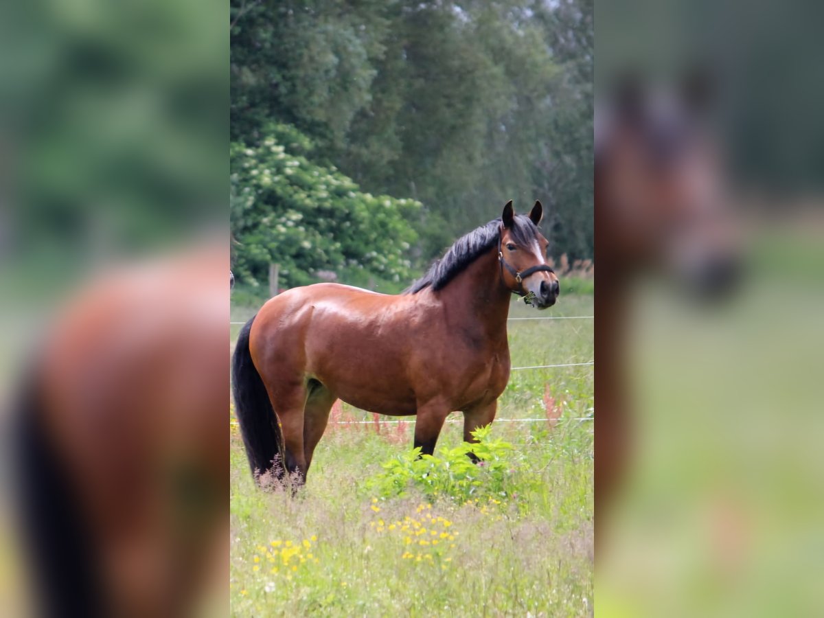 Pony tedesco Mix Giumenta 8 Anni 150 cm Baio in Oberkrämer