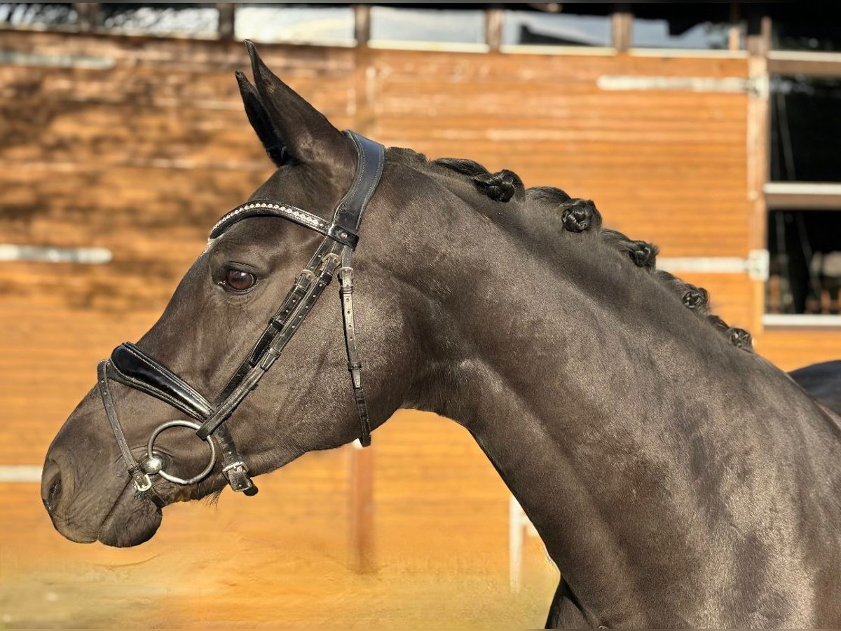 Pony tedesco Giumenta 8 Anni 152 cm Morello in Meinersen