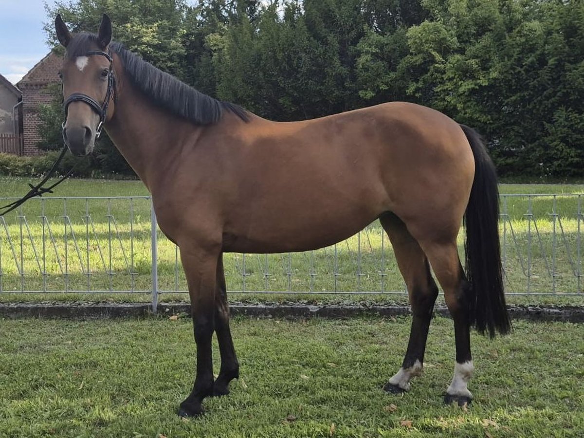 Pony tedesco Giumenta 8 Anni 154 cm Baio in Bersteland Heideblick
