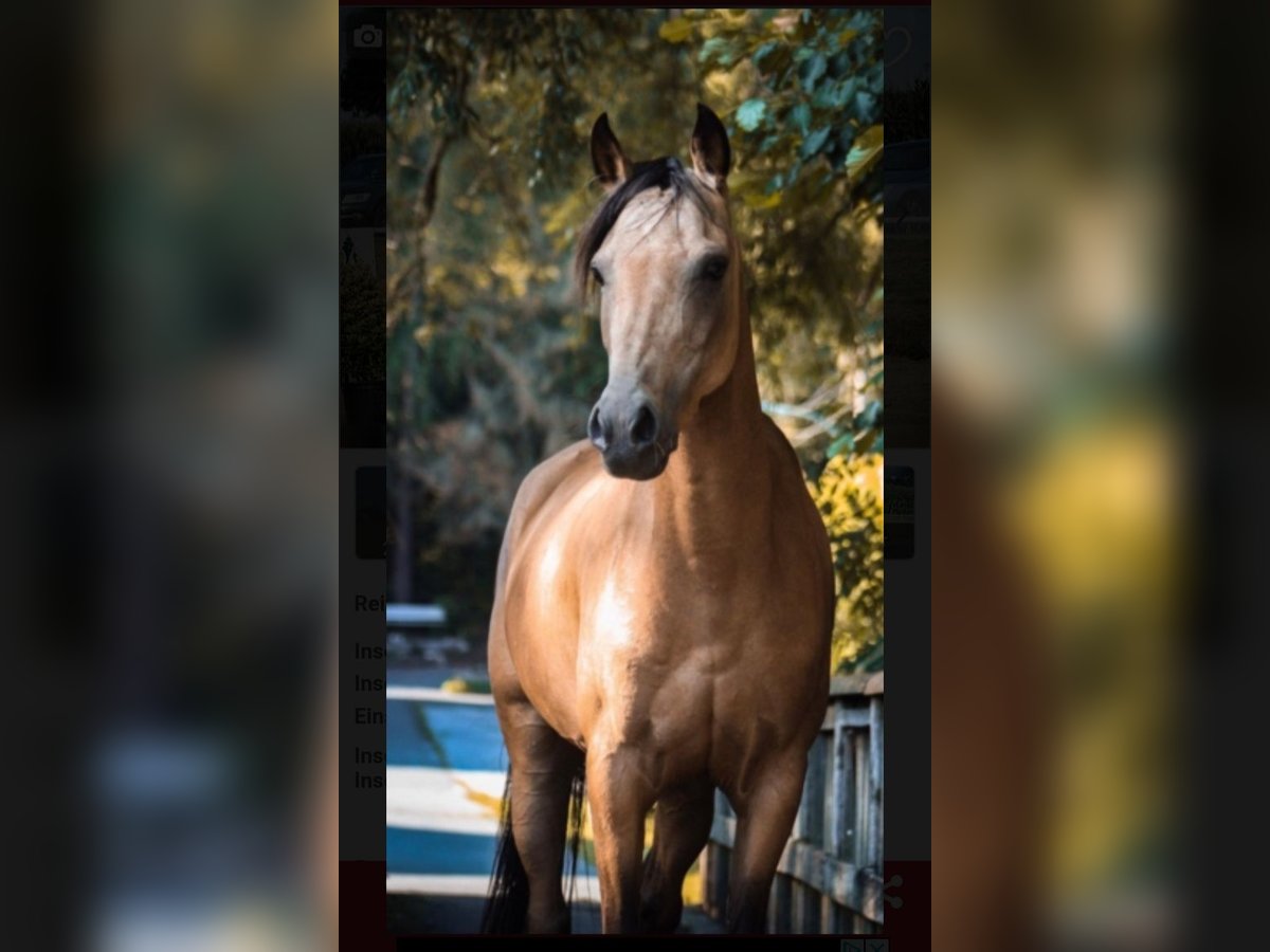 Pony tedesco Giumenta 9 Anni 136 cm Falbo in Schmallenberg