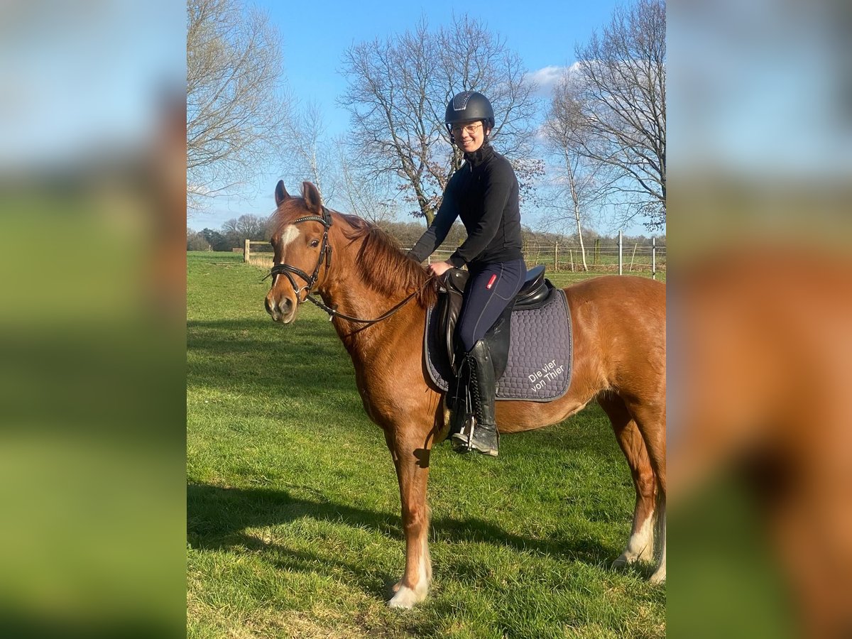 Pony tedesco Giumenta 9 Anni 144 cm Sauro in Marl Pony tedesco Giumenta 9 Anni 144 cm Sauro in Marl