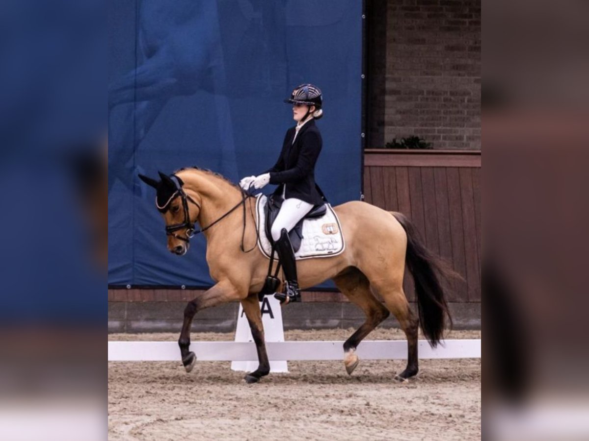 Pony tedesco Giumenta 9 Anni 146 cm Falbo in Ringsted