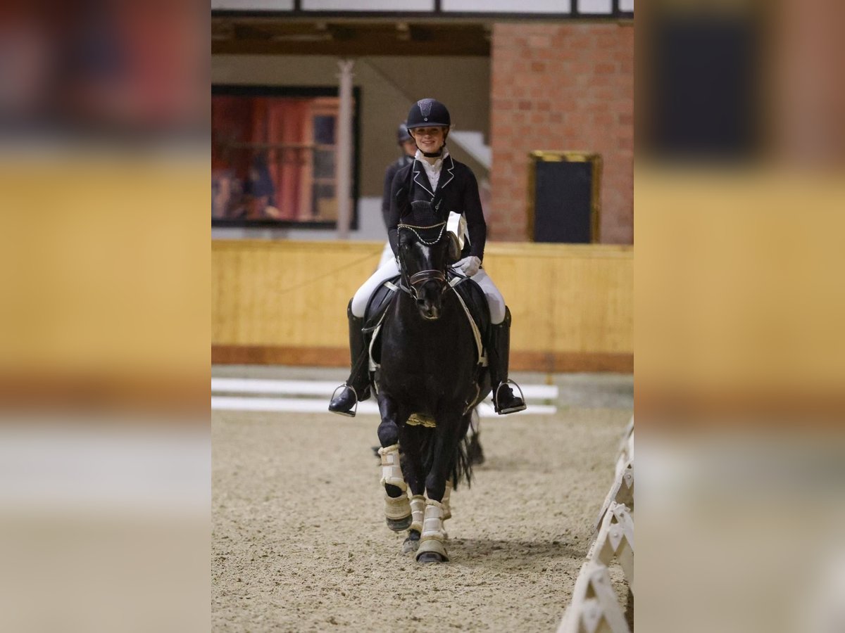 Pony tedesco Giumenta 9 Anni 148 cm Morello in Schenefeld