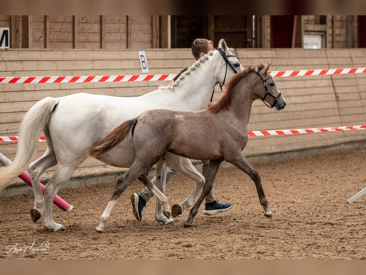 Pony tedesco Giumenta Puledri (05/2024) 148 cm Falbo baio in Vissenbjerg