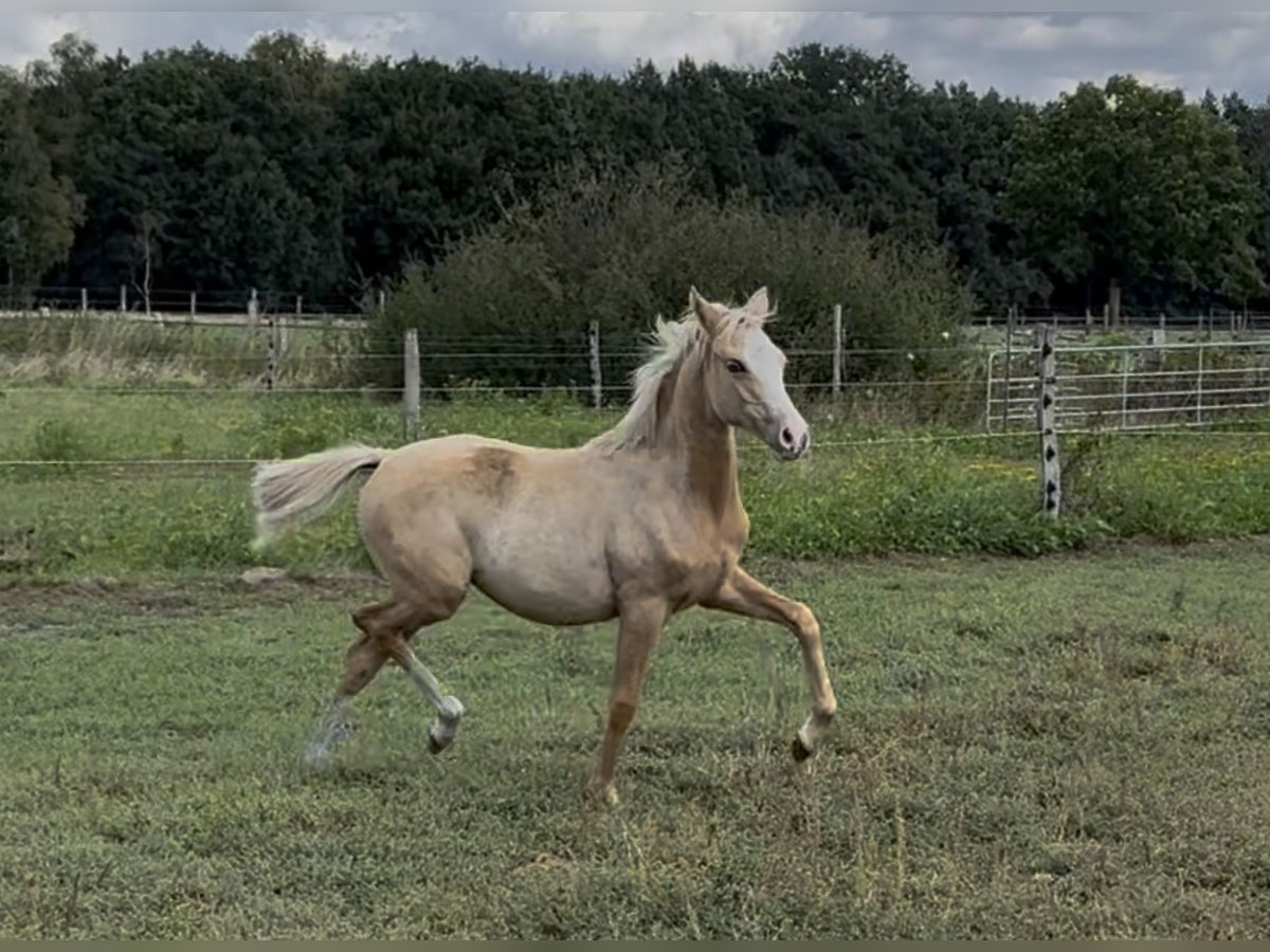 Pony tedesco Giumenta Puledri (03/2025) 148 cm Palomino in Langwedel