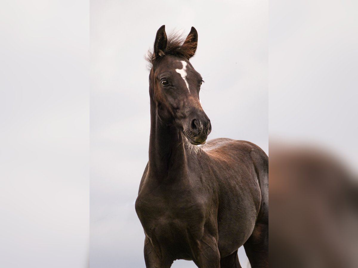 Pony tedesco Giumenta Puledri (05/2024) Baio nero in Mülsen Ortmannsdorf, Marienau