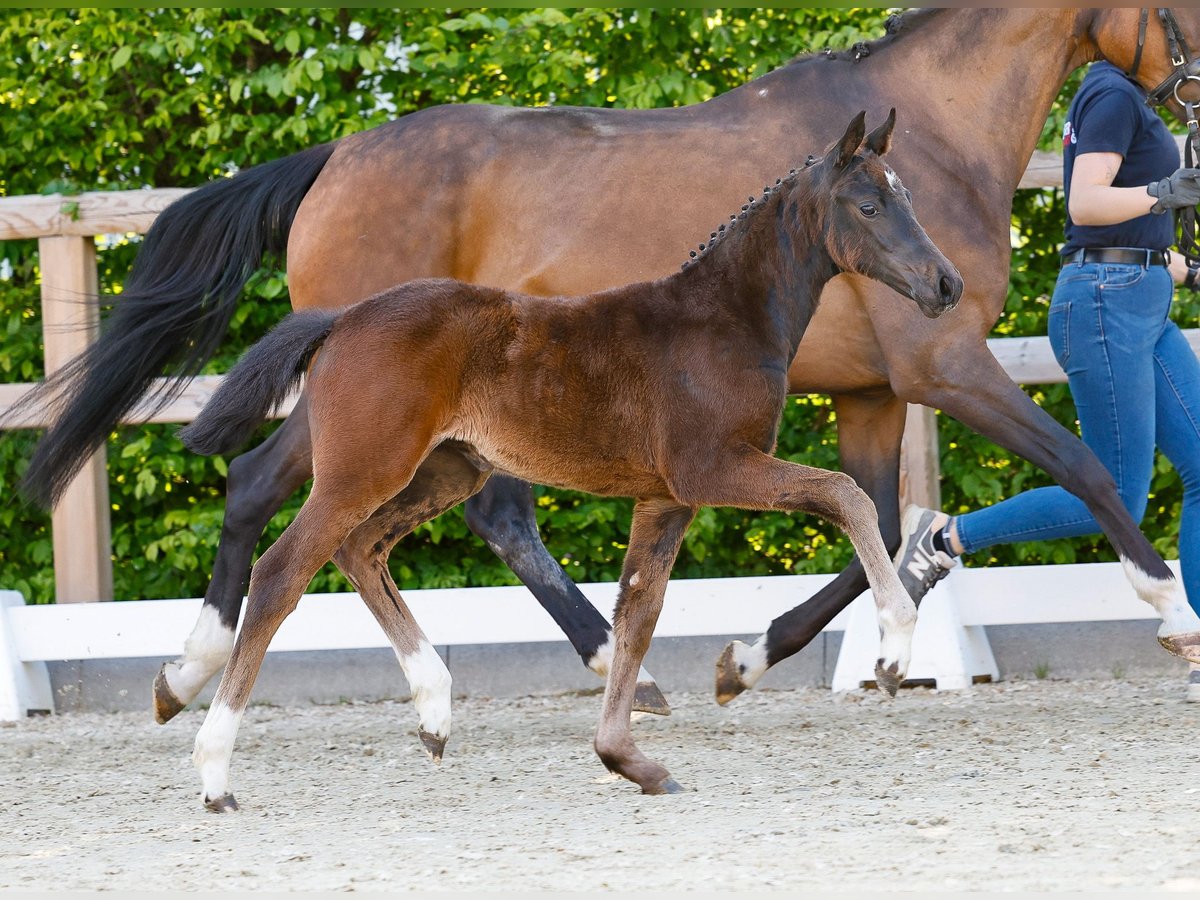 Pony tedesco Giumenta  Baio scuro in Twistringen