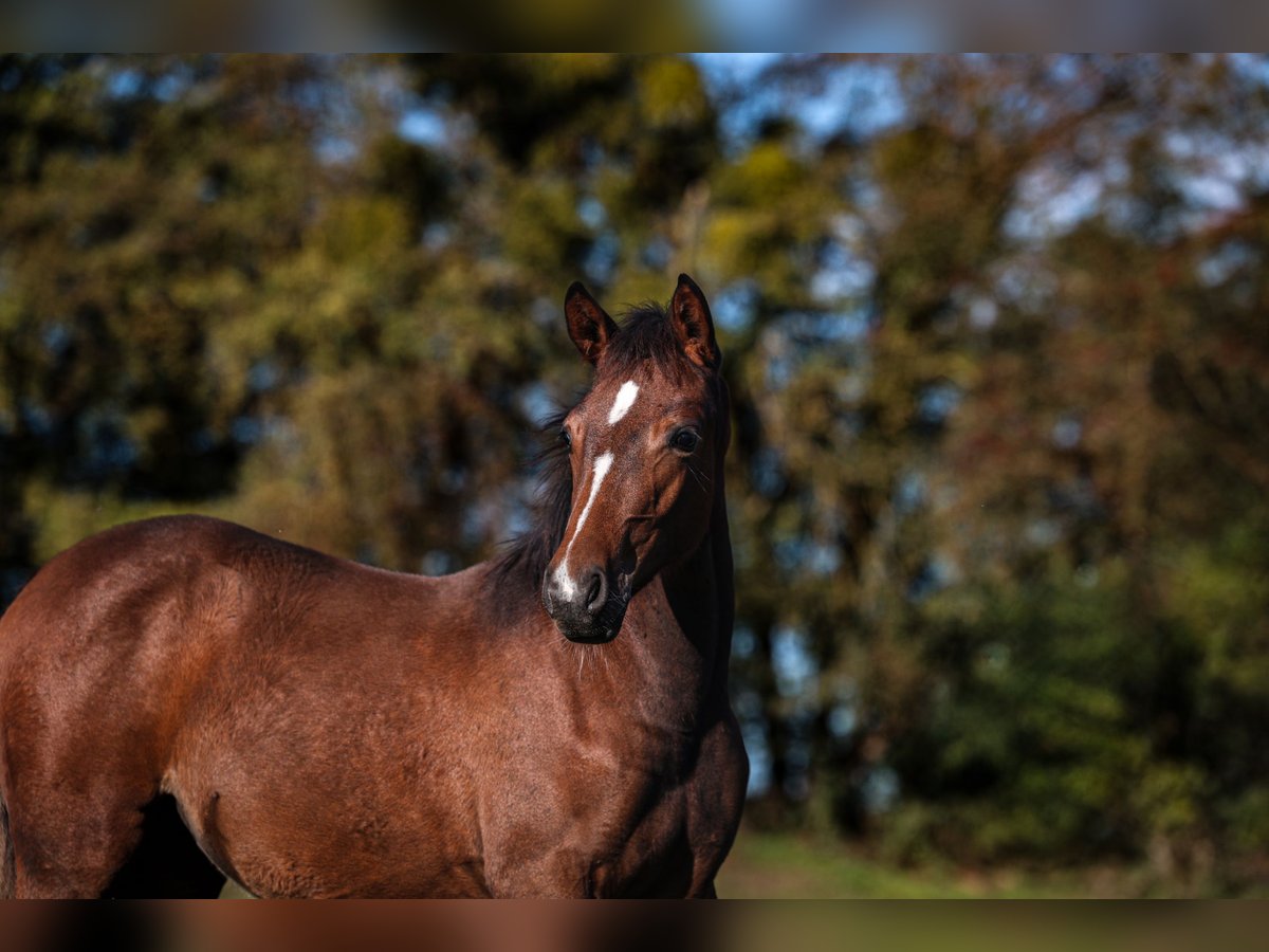 Pony tedesco Giumenta Puledri (05/2025) Baio in Zangberg