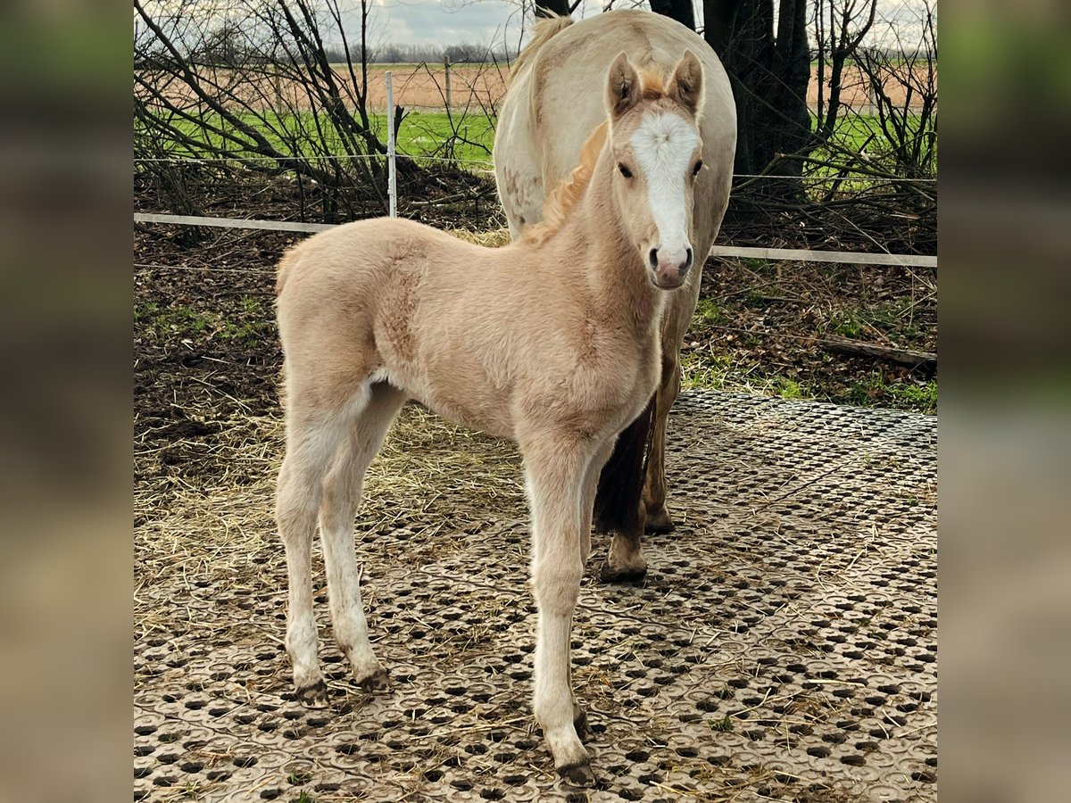 Pony tedesco Giumenta Puledri
 (02/2024) Palomino in Neuss