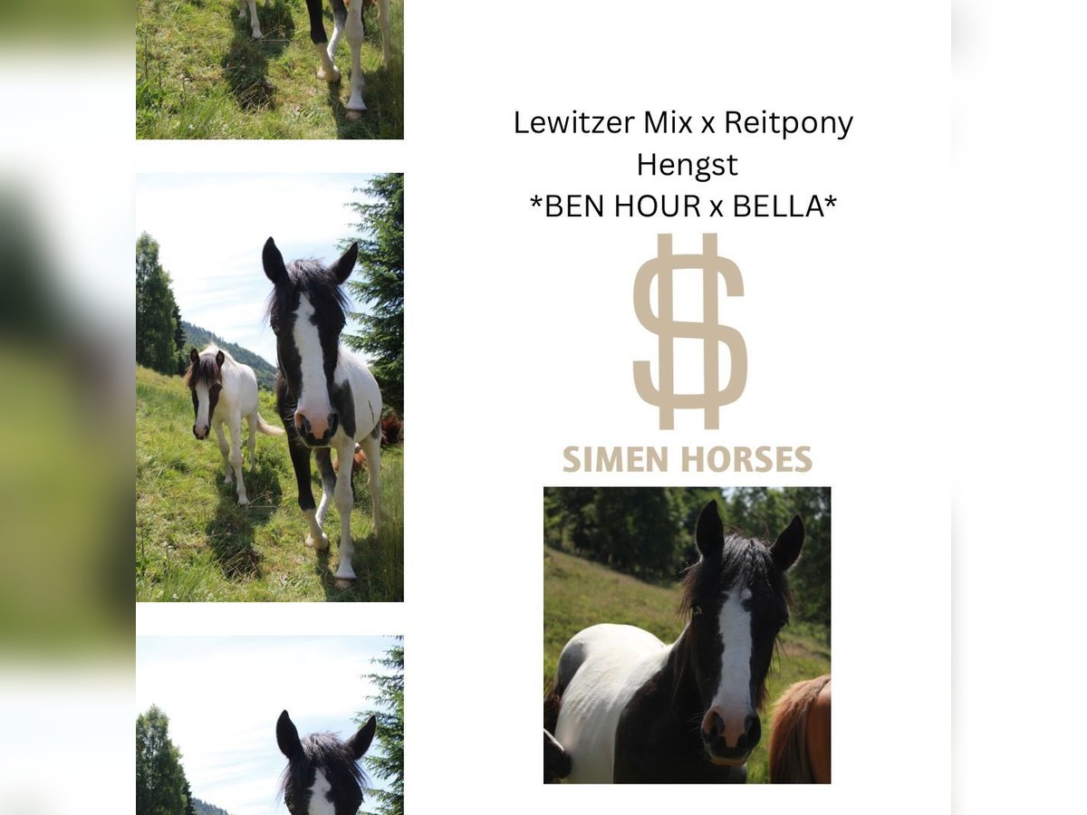 Pony tedesco Mix Stallone 1 Anno 145 cm Pezzato in Steinen