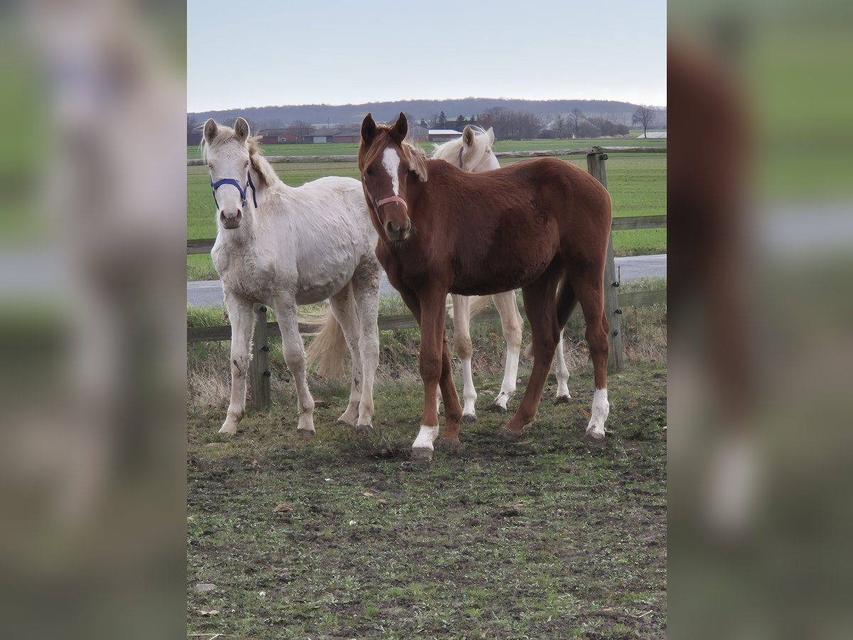 Pony tedesco Stallone 1 Anno 148 cm Palomino in Vienenburg